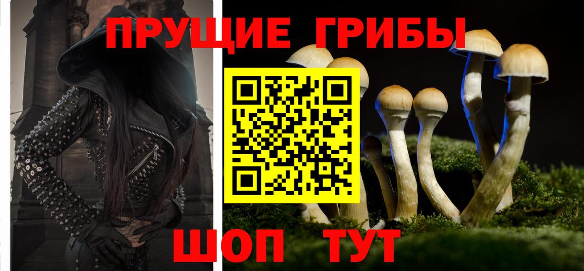 Ипатово  Галлюциногенные грибы Cubensis  Вход с VPN 